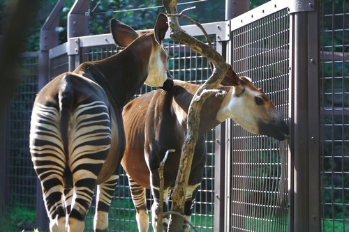 interesting_facts_about_okapi2