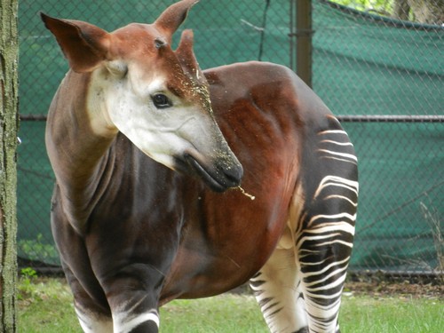 interesting_facts_about_okapi4