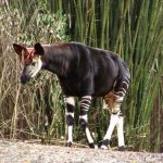interesting_facts_about_okapi5