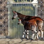 interesting_facts_about_okapi6
