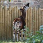 interesting_facts_about_okapi7