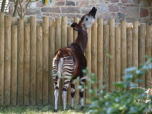 interesting_facts_about_okapi7