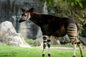 interesting_facts_about_okapi8