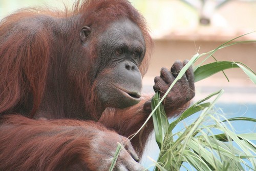 interesting_facts_about_orangutan1