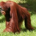 interesting_facts_about_orangutan2