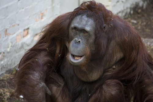 interesting_facts_about_orangutan3