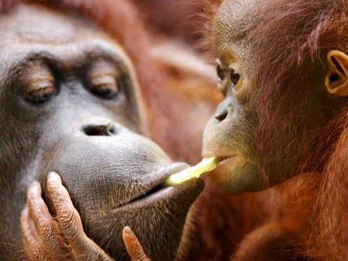 interesting_facts_about_orangutan4