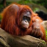 interesting_facts_about_orangutan5