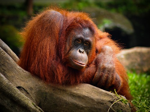 interesting_facts_about_orangutan5