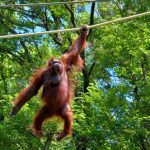 interesting_facts_about_orangutan6