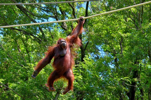 interesting_facts_about_orangutan6