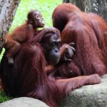 interesting_facts_about_orangutan7