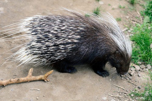 interesting_facts_about_porcupine1