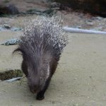 interesting_facts_about_porcupine3