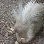 interesting_facts_about_porcupine5