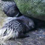 interesting_facts_about_porcupine7