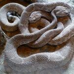 interesting_facts_about_rattlesnake1