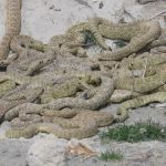interesting_facts_about_rattlesnake2
