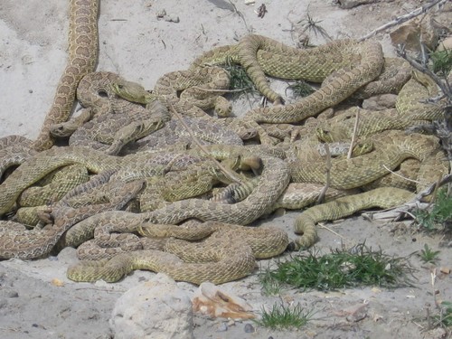 interesting_facts_about_rattlesnake2