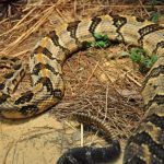 interesting_facts_about_rattlesnake3