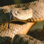 interesting_facts_about_rattlesnake4