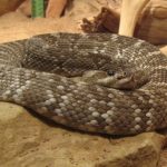 interesting_facts_about_rattlesnake5