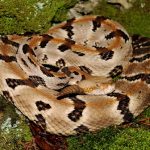 interesting_facts_about_rattlesnake6
