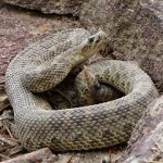 interesting_facts_about_rattlesnake7