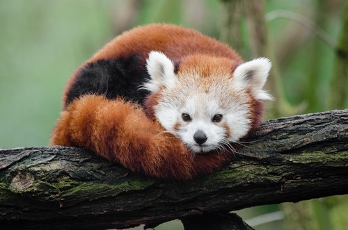 what do red pandas eat