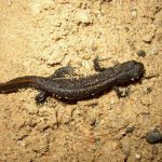 interesting_facts_about_salamander1