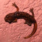 interesting_facts_about_salamander2