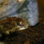 interesting_facts_about_salamander4