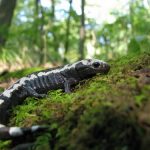 interesting_facts_about_salamander5