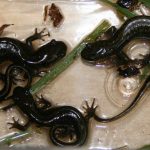 interesting_facts_about_salamander6