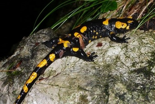 Interesting_Facts_About_Salamander8-ap