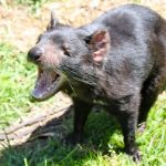 interesting_facts_about_tasmaniandevil1
