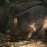 interesting_facts_about_wombat2
