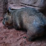 interesting_facts_about_wombat3