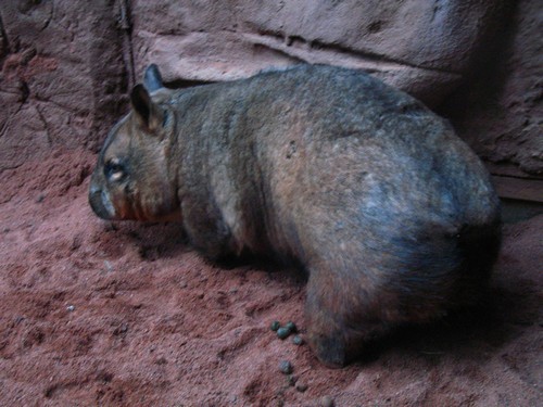interesting_facts_about_wombat3