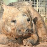 interesting_facts_about_wombat4
