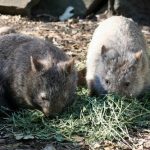 interesting_facts_about_wombat5