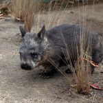 interesting_facts_about_wombat6