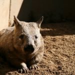 interesting_facts_about_wombat7