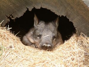 interesting_facts_about_wombat8
