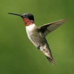 interesting_facts_about_hummingbird2