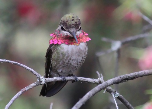 interesting_facts_about_hummingbird3