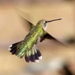 interesting_facts_about_hummingbird4