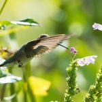interesting_facts_about_hummingbird6