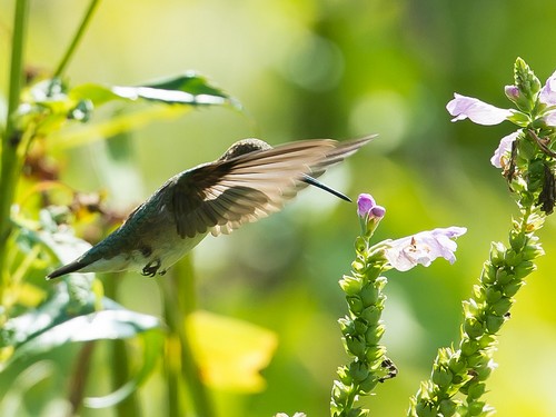 interesting_facts_about_hummingbird6