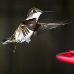 interesting_facts_about_hummingbird7